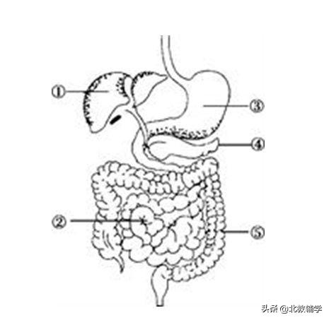 「中考·生物」冲刺中考，初中生物100道高频易错题！附答案~