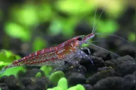 养鱼不过瘾？还想养观赏虾？那么我的这6个经验你要知道图片