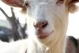 “羊不离头”，3步教你调教出优秀的领头羊！养羊人一定要学习图片