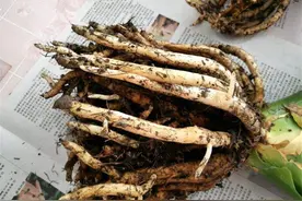 想君子兰多冒芽？全靠一个“虐”，花蕾飕飕冒，独苗变群兰老桩图片