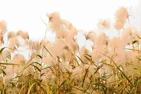 再婚五年后，他们最初的承诺和期待在秋天里碎了一地图片