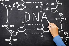 夫妻谁的基因，决定了孩子的性别、长相、身高与智商？图片