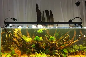 沉木是法宝，养鱼鱼不死，养草草更好，你用对了吗？图片