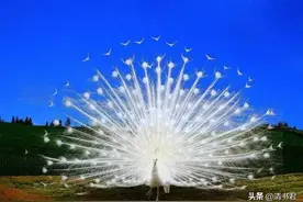 孔雀，这怪脾气的神鸟，总喜欢在不经意间，惊艳我们的眼球图片