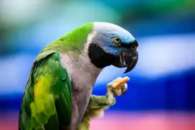 同样是鸟，为何只有鹦鹉可以学人说话？它们的秘诀是什么？图片