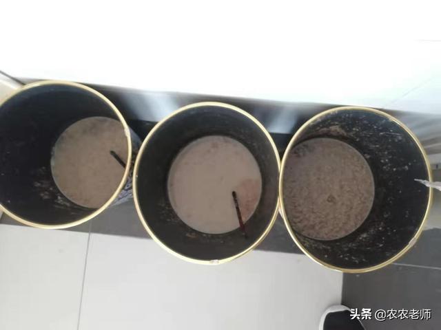 当下气温较高，15天足可沤制好花生麸液肥，果农需了解5个关键点