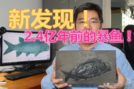 2.4亿年前的一条鱼为什么上了热门？图片