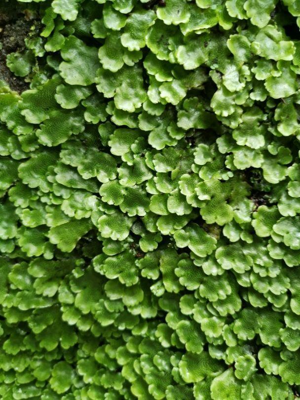 土壤中的植物大全(盆栽植物土壤配制大全)-措必培