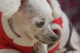 老奶奶与狗狗相依为命14年，而将狗狗弃养送人却成为她唯一选择图片