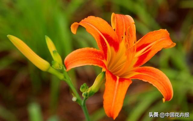 除了康乃馨，母亲节送给妈妈的花还有很多，这篇文章告诉你！