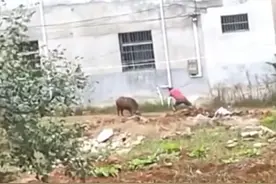 12岁女孩被野猪咬伤，陕西20万头野猪泛滥，最强“杀猪令”颁布图片