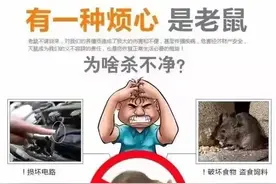 养殖场老鼠这么多，是不是很头疼？灭鼠高手告诉你怎么做图片