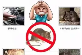 养殖场老鼠这么多，是不是很头疼？灭鼠高手告诉你怎么做图片
