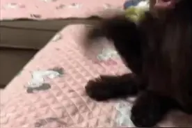 狗狗行为问题分享（九）老狗幼犬能一起养吗？图片