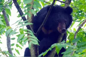 四川一黑熊跑民宿中偷吃蜂蜜，吃饱喝足后呼呼大睡，村民：惹不起图片