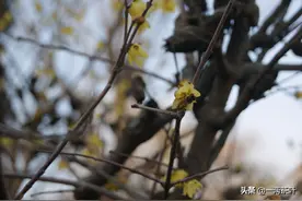 鲁西南方言杂谈-齁图片
