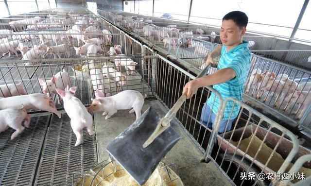 猪为啥会咬尾巴？猪咬尾怎么办？你知道吗