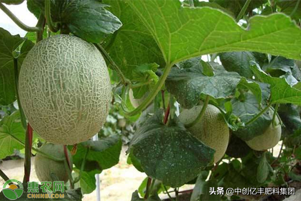 哈密瓜膜下滴灌技术