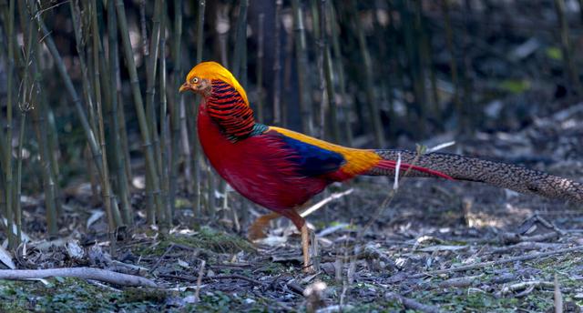 95岁老猎户，下得一手好套子，有跳套有地套，专套兔子和野鸡