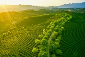 滴滴山茶油，健康有味道图片