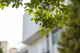 合肥降温了！今年桂花还开花吗？图片