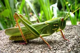 闹蝗灾时的蝗虫能不能吃，为什么以前闹蝗灾的时候有很多人饿死图片