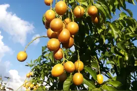 黄皮果树种植需要从这6方面下功夫，做好了黄皮果结果多多图片