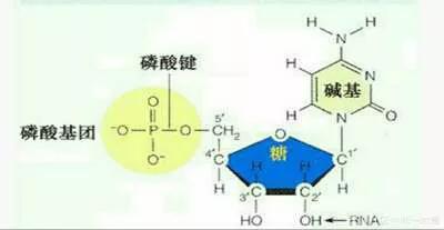 《宇宙的秘密全部揭开（二十四）分子生物学》