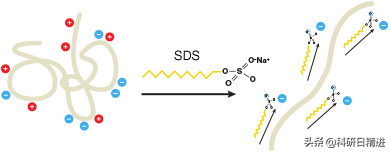 Western Blotting技术之电泳