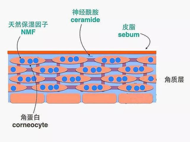 鑱婅亰淇濇箍浜у搧閲岀殑涓昏鎴愬垎