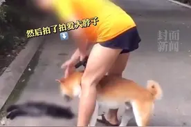 眼睁睁看着自家狗咬死猫咪，四川一交警被停职图片