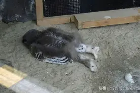 进来教你们个颠覆认知的小游戏图片