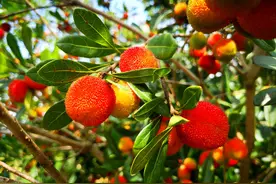 视频 | 博罗杨梅熟了，快来采摘吧！图片