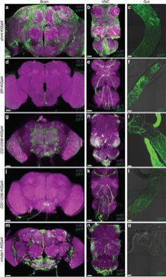 饶毅团队发现睡眠新分子：肠上皮产生特殊氨基酸调控果蝇睡眠