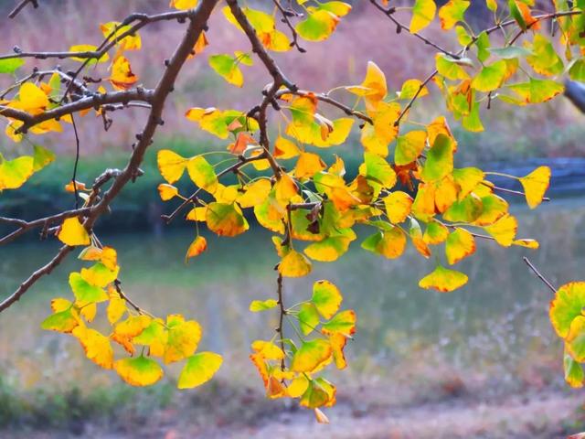 秋风吻尽银杏叶，艳遇醉美帽子峰