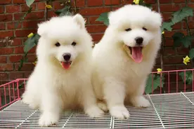 养狗攻略：按天数教你，幼犬该如何养？图片