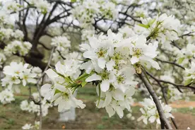 长春人惊艳了！百年梨园梨花开！图片