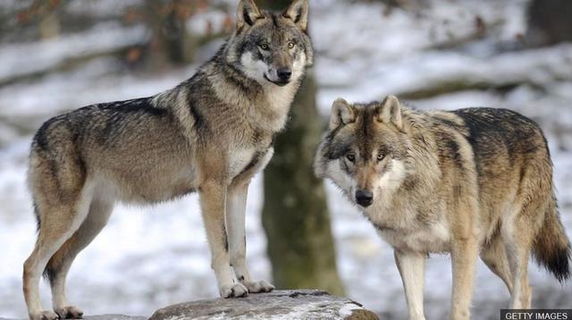 中国狼体长大约1~1.2米,高大约0.7米,体重35-45千克,体型中等