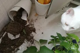 养猫劝退指南！看完你还想养猫吗？图片