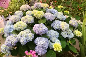 绣球花从花苞到开花需要多久时间？花苞期怎么养不消苞顺利开花图片