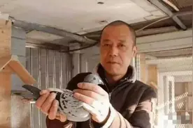他玩鸽5年赢了7辆豪车，外加1200多万元！图片