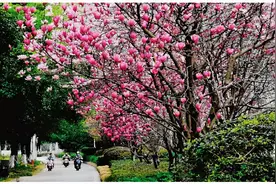 油菜花、玉兰花、桃花竞相绽放！桂林进入最佳赏花季图片