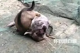 小狗在院子里嗷嗷叫，主人急忙跑出来察看，默默掏出了手机图片