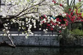 八十岁的新郎，十八岁的新娘，苏轼称之为“一树梨花压海棠”图片
