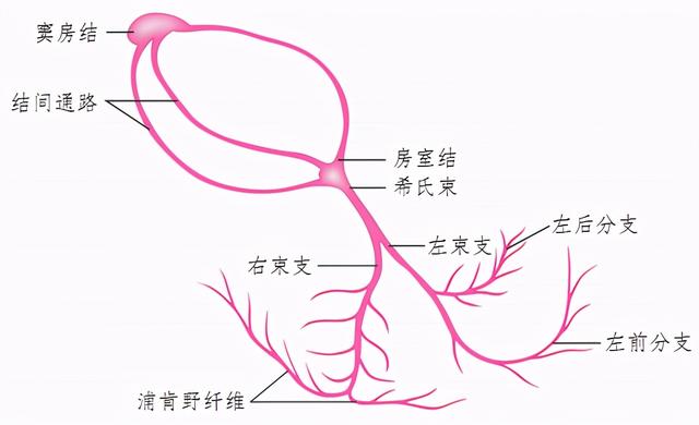 什么是窦性心律？什么是早搏？需做哪些检查？要治疗吗？如何治？