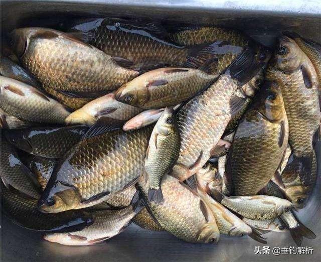 钓了20年鱼，才发现鸡精加在饵料里有这效果！我收藏了。