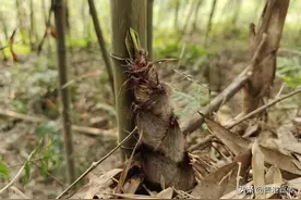 贵港中里乡坦阳村：一根竹子撑起一个村庄图片