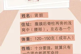 肾脏，一个争强好胜的器官……图片