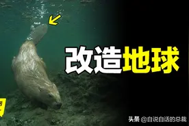 河狸如何改造地球？百年前差点灭绝，后被发现是拯救地球的工程师图片