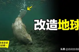 河狸如何改造地球？百年前差点灭绝，后被发现是拯救地球的工程师图片